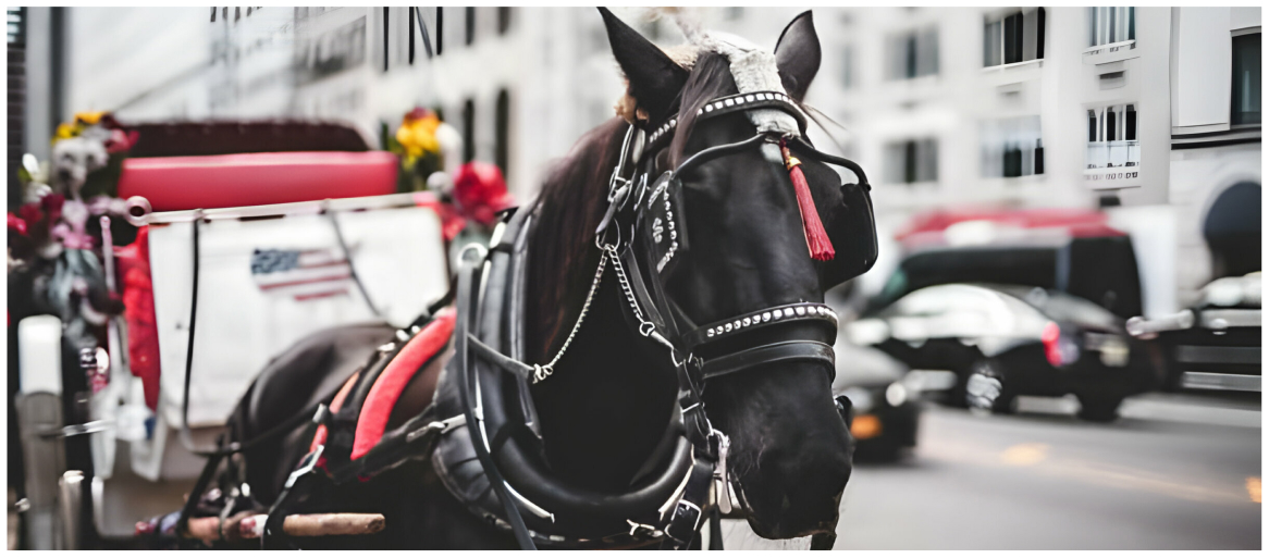  Carolina Polo & Carriage Charleston, SC