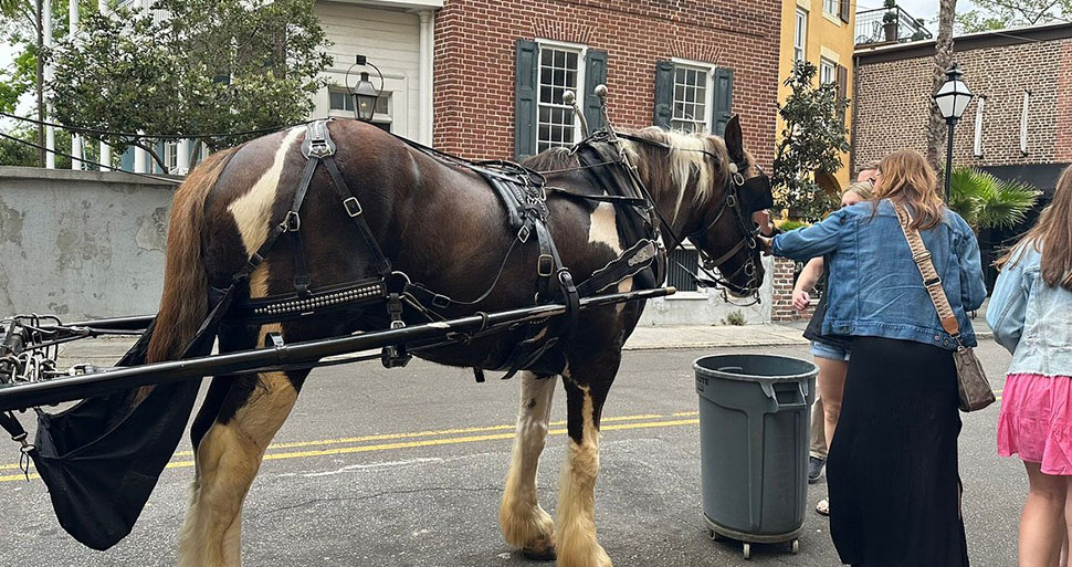  Carolina Polo & Carriage Charleston, SC